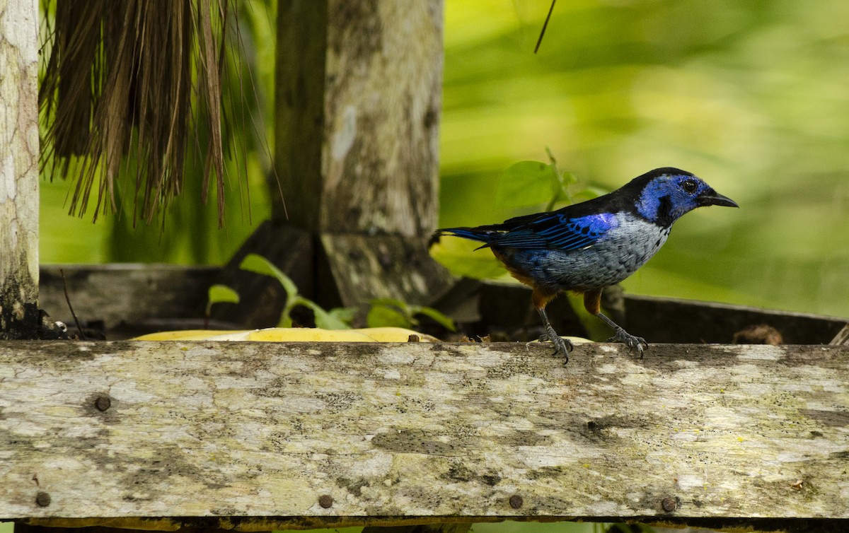 Opal-rumped Tanager - ML622407327