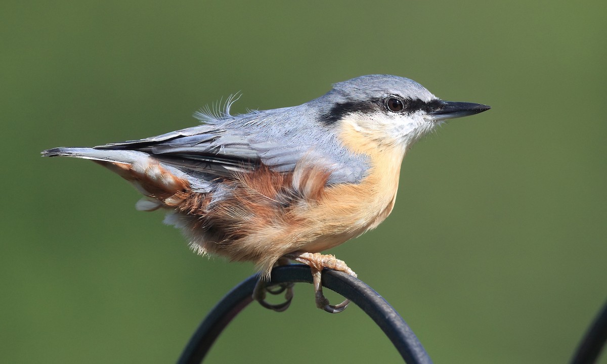 Eurasian Nuthatch (Western) - ML622407434