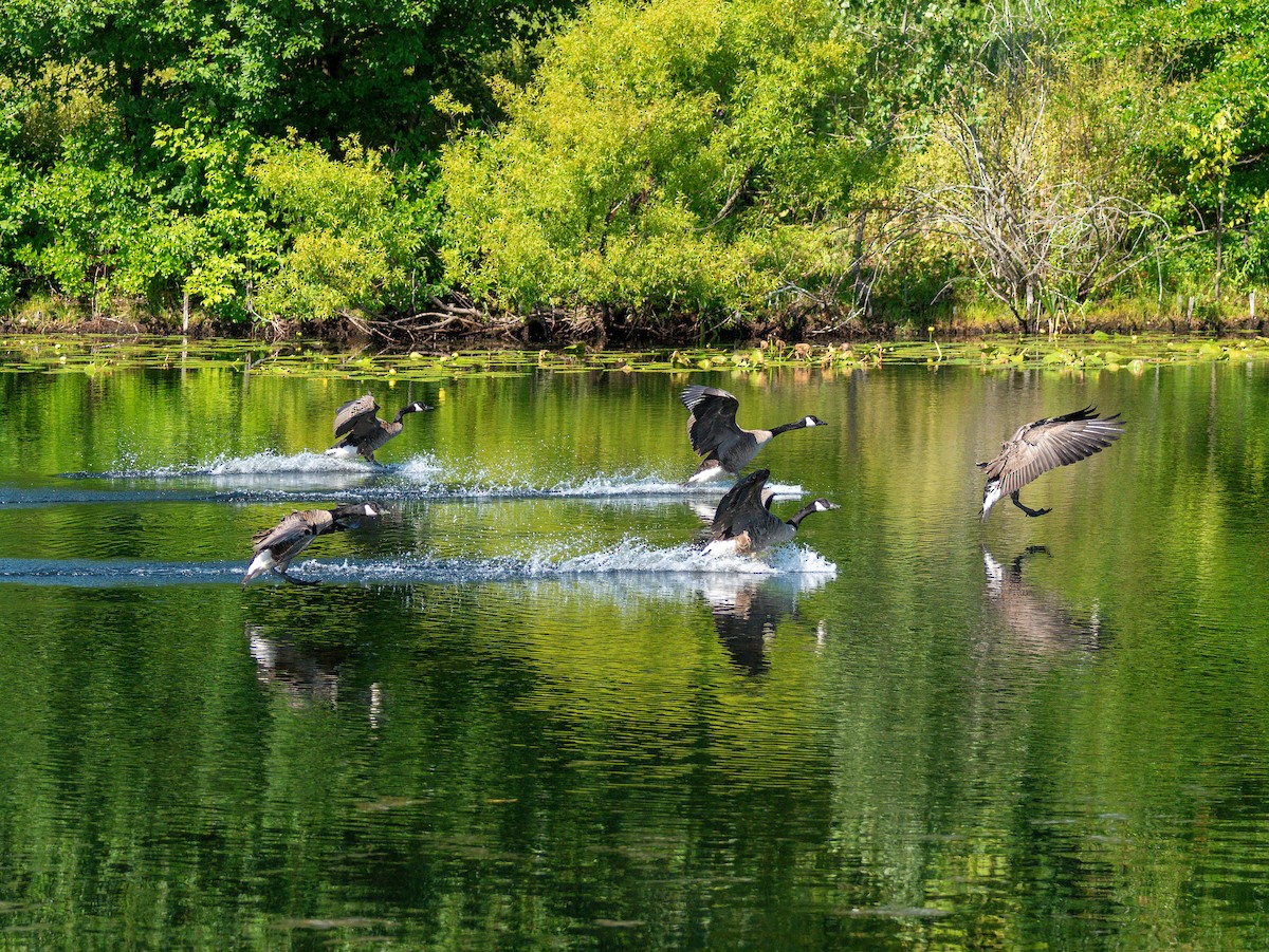 Canada Goose - Jingnan  Shi