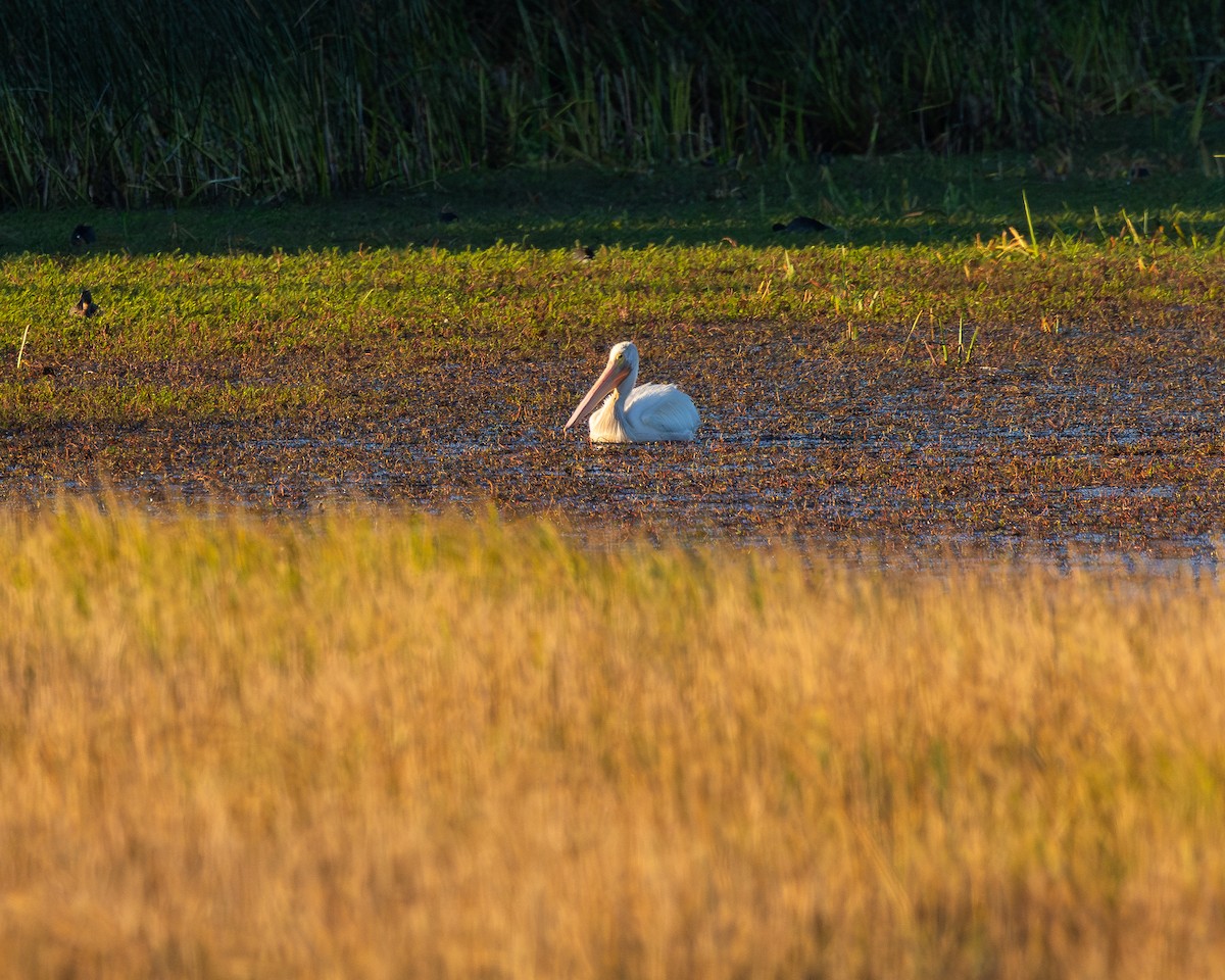 American White Pelican - ML622407533