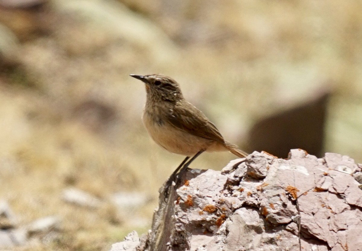 Streak-throated Canastero - ML622407550