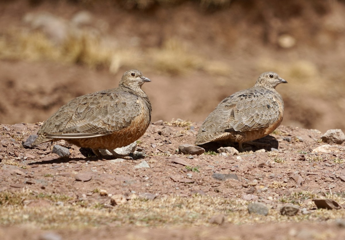 Rufous-bellied Seedsnipe - ML622407713