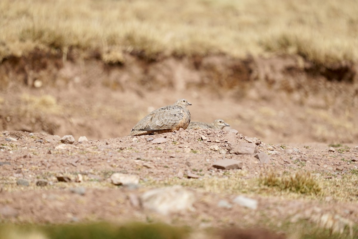 Rufous-bellied Seedsnipe - ML622407714