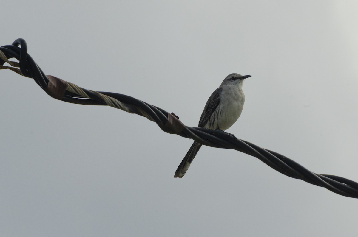 Tropical Mockingbird - ML622407761