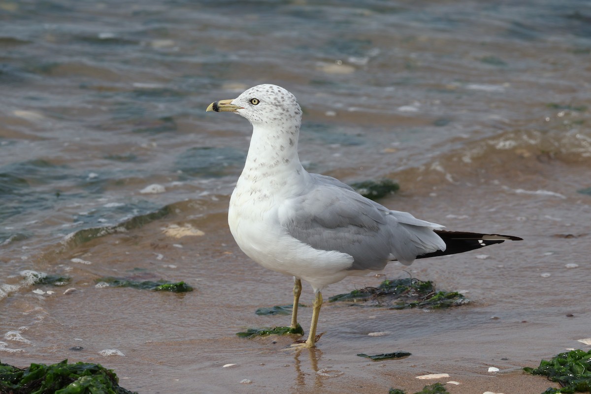 Ring-billed Gull - ML622407796