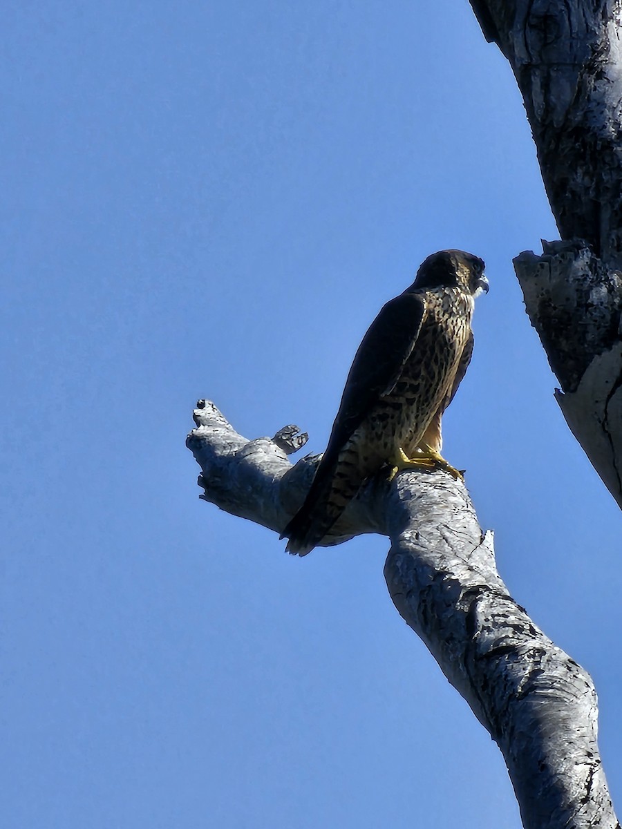 Peregrine Falcon - ML622407870