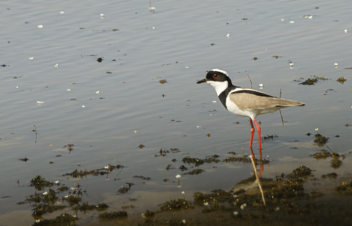 Pied Plover - ML622407872