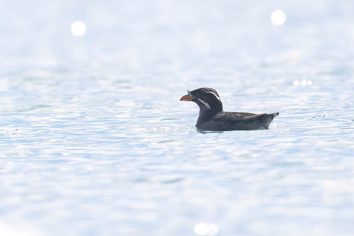 Rhinoceros Auklet - Chris Venetz | Ornis Birding Expeditions