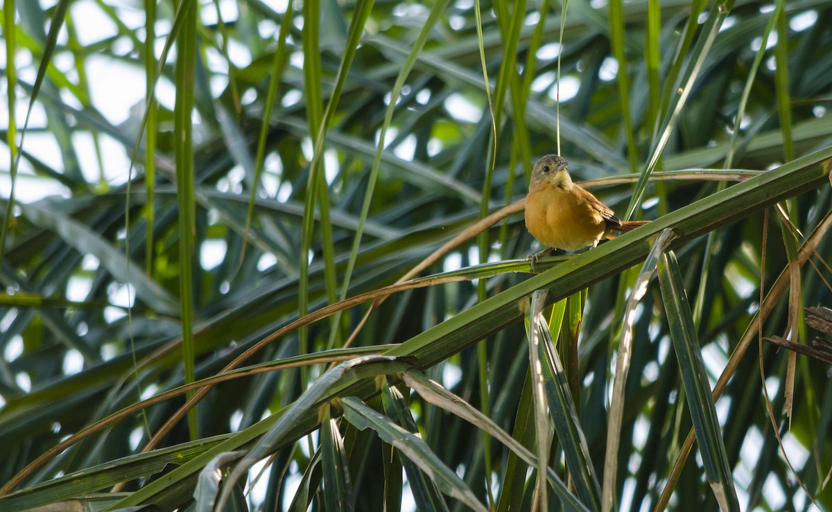White-lored Spinetail - ML622407912