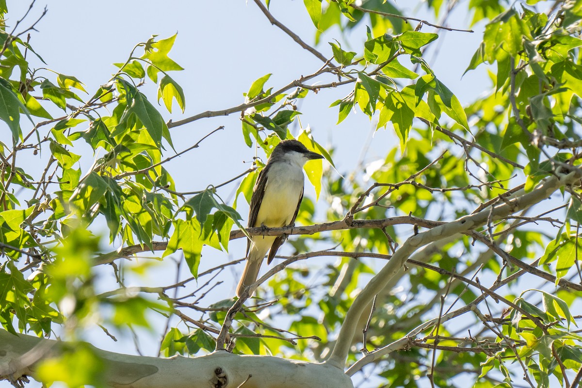 Thick-billed Kingbird - ML622407945