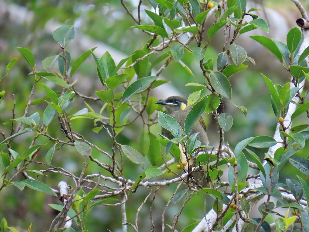 Yellow-spotted Honeyeater - ML622408082