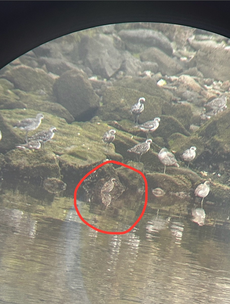 Pacific Golden-Plover - ML622408100