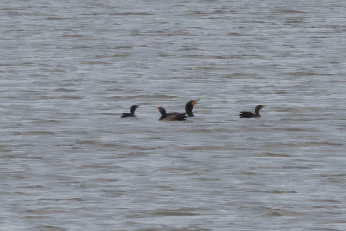 Double-crested Cormorant - ML622408155