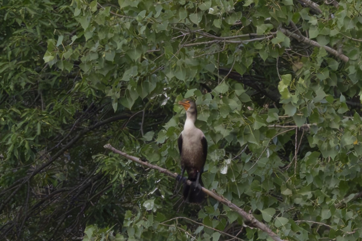 Double-crested Cormorant - ML622408157