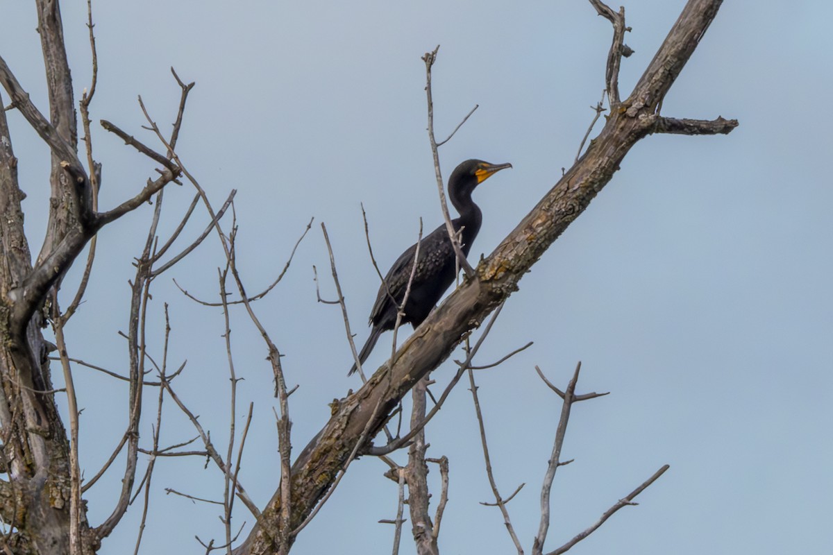 Double-crested Cormorant - ML622408159