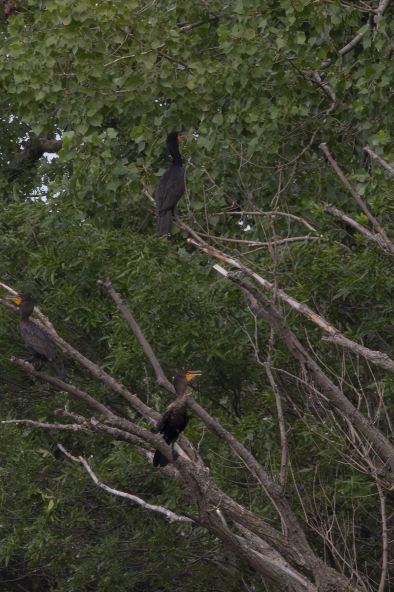 Double-crested Cormorant - ML622408161