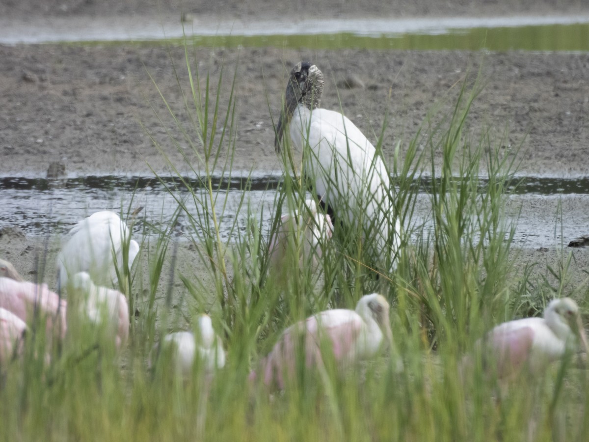 Wood Stork - ML622408172