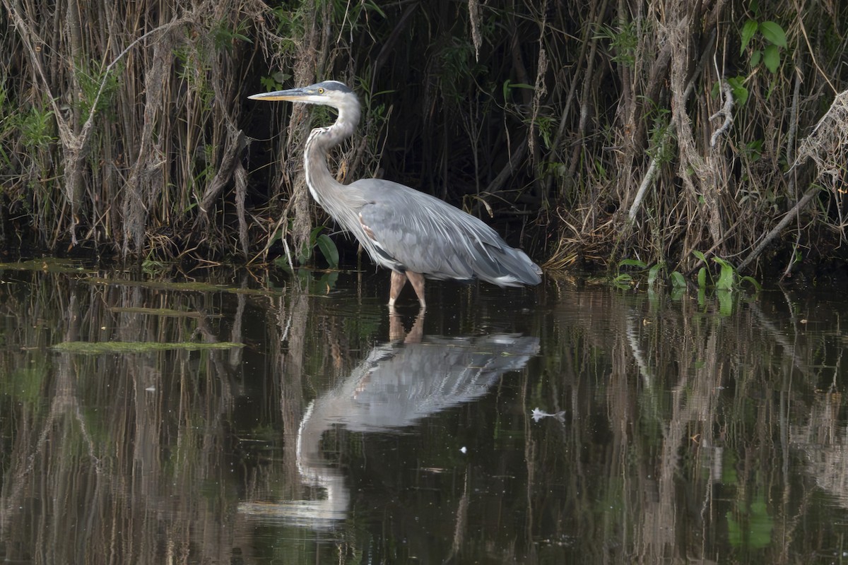 Great Blue Heron - ML622408180