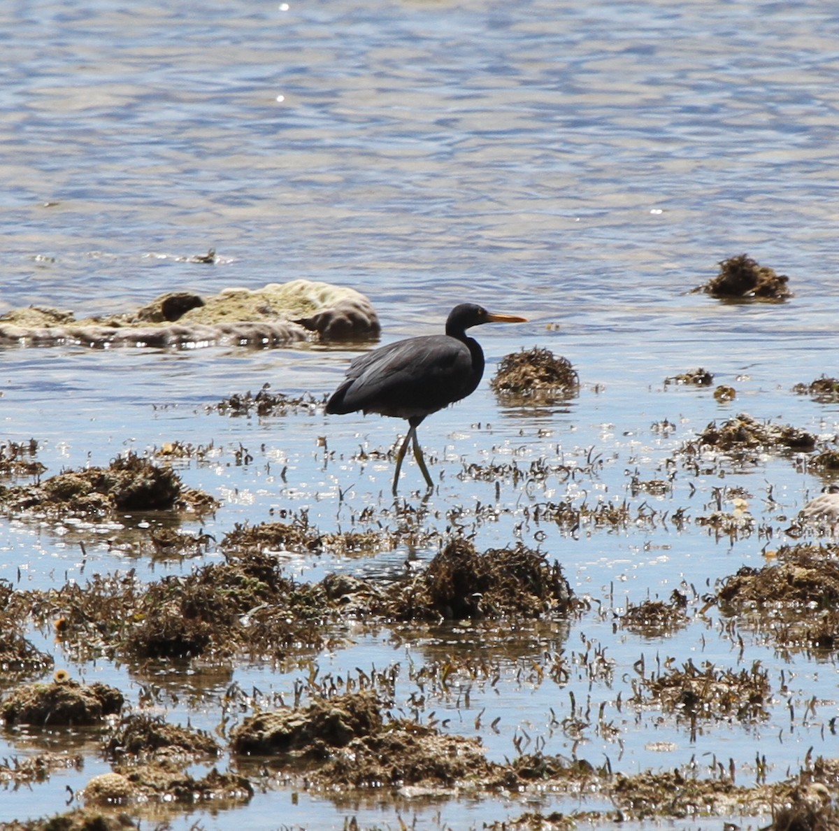 Pacific Reef-Heron - ML62240821