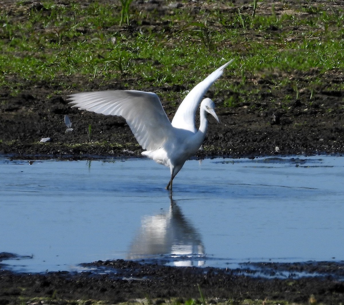 Little Blue Heron - Patricia Rettig