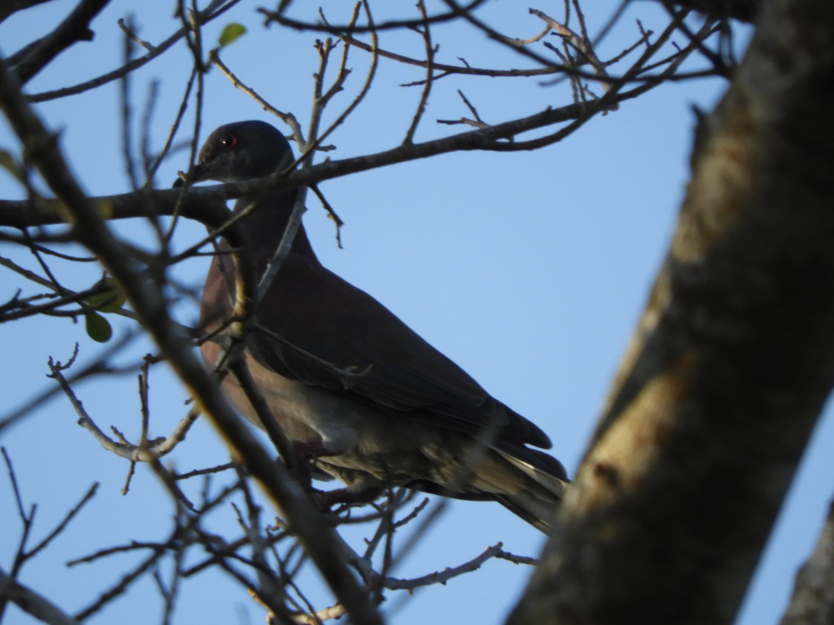 Pale-vented Pigeon - ML622408224