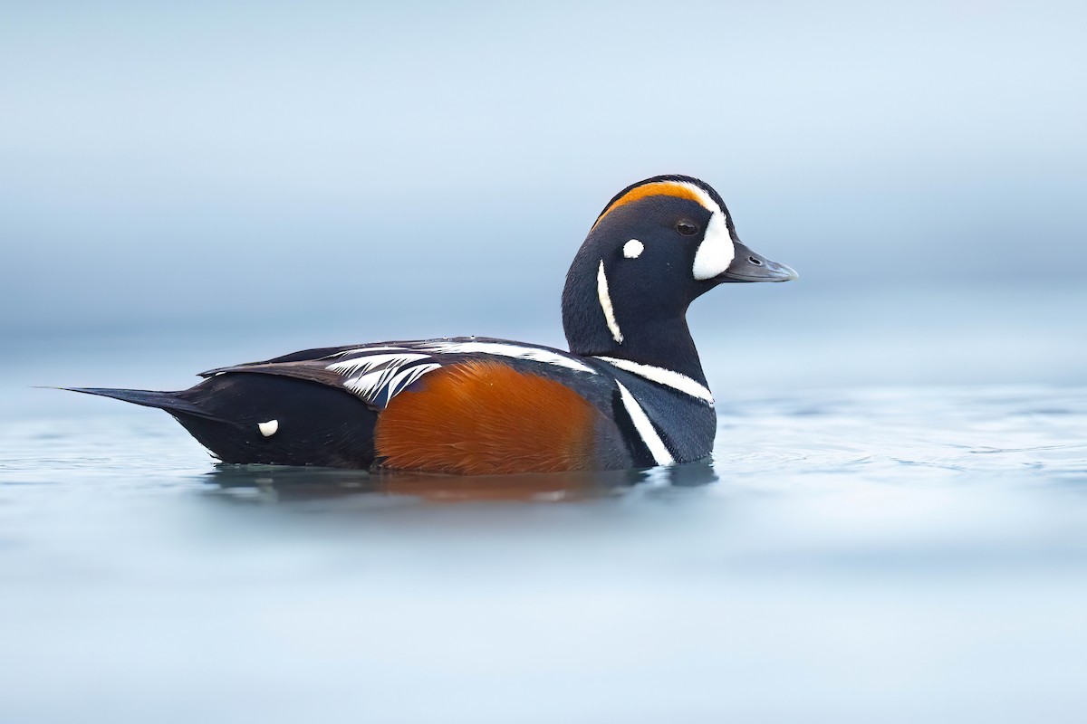 Harlequin Duck - ML622408264