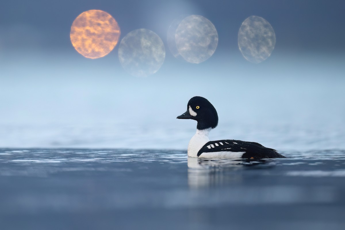 Barrow's Goldeneye - ML622408272