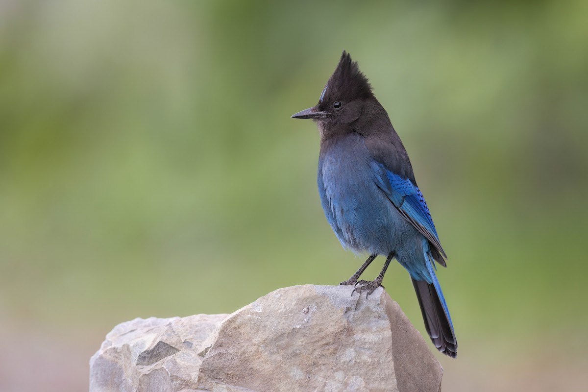 Steller's Jay (Coastal) - ML622408289