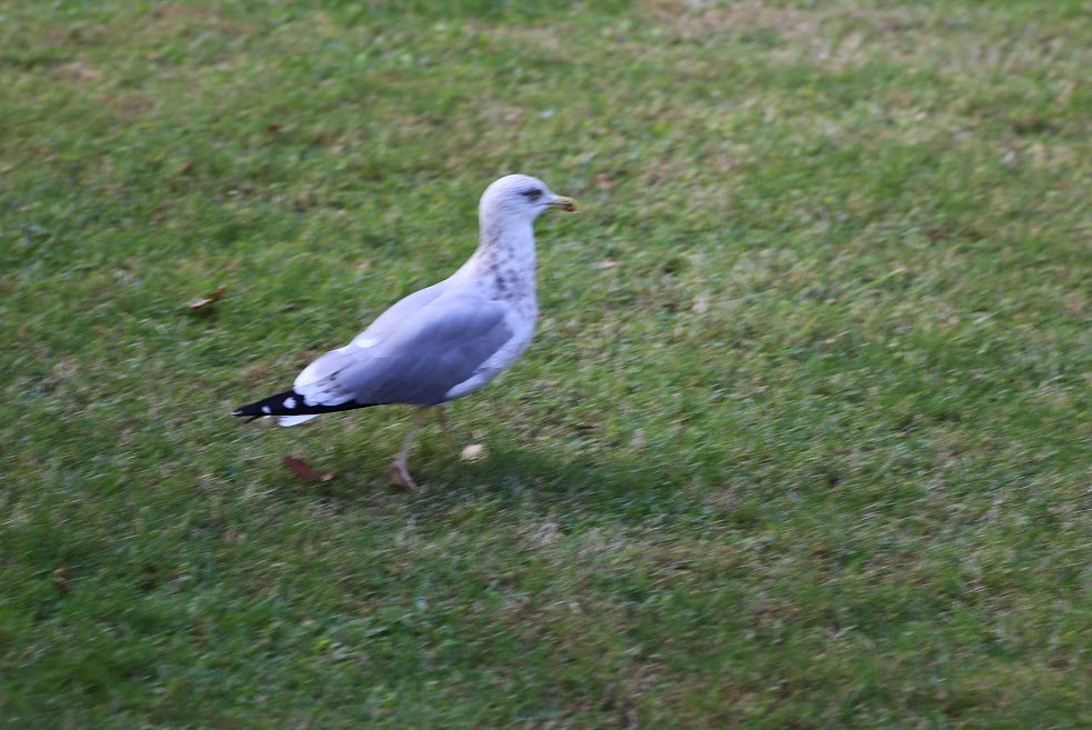 Yellow-legged Gull - ML622408298