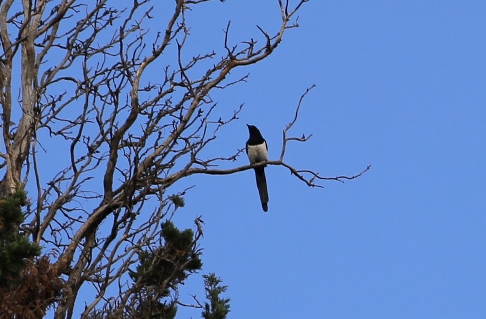 Eurasian Magpie - ML622408308