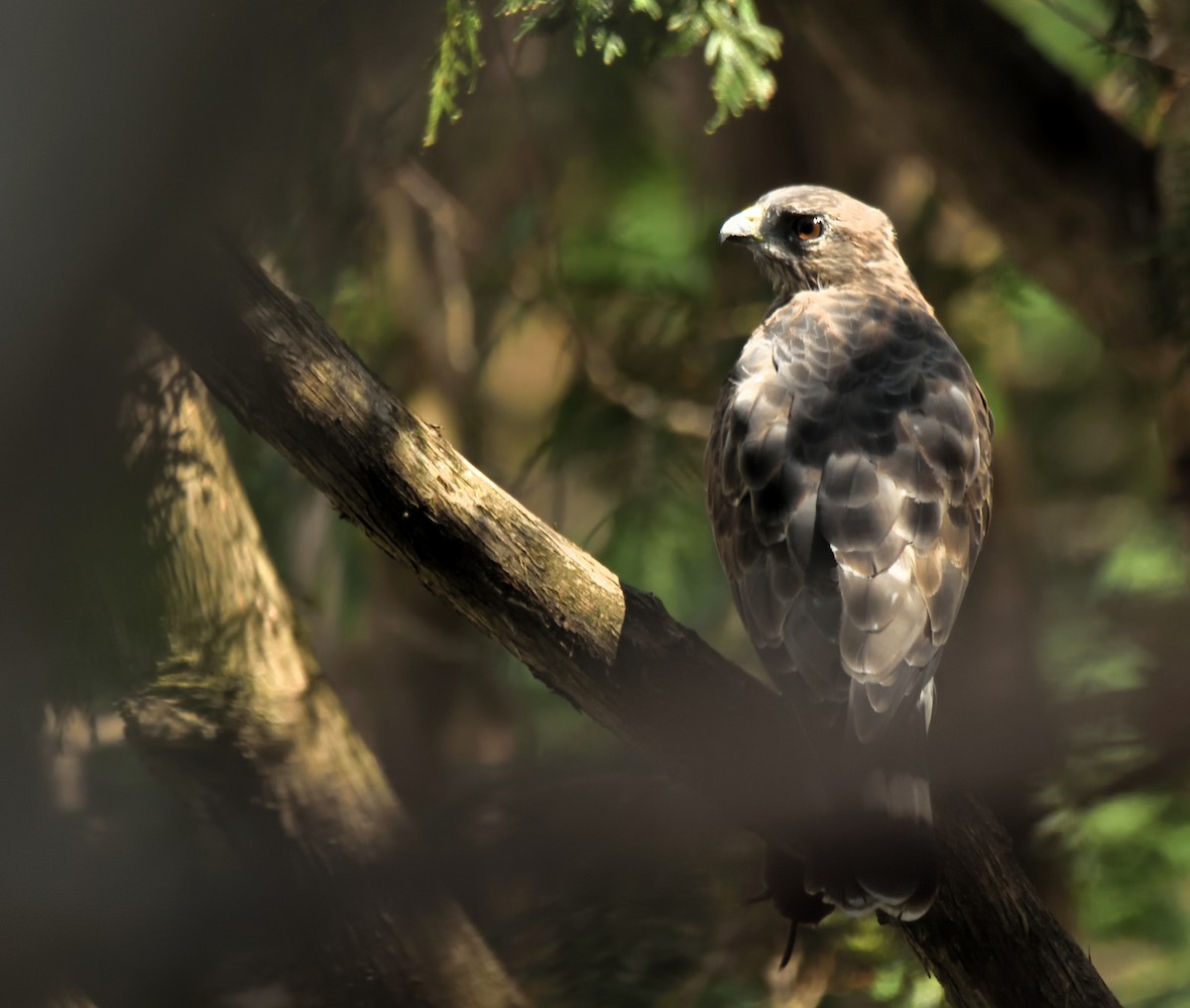 Broad-winged Hawk - ML622408314