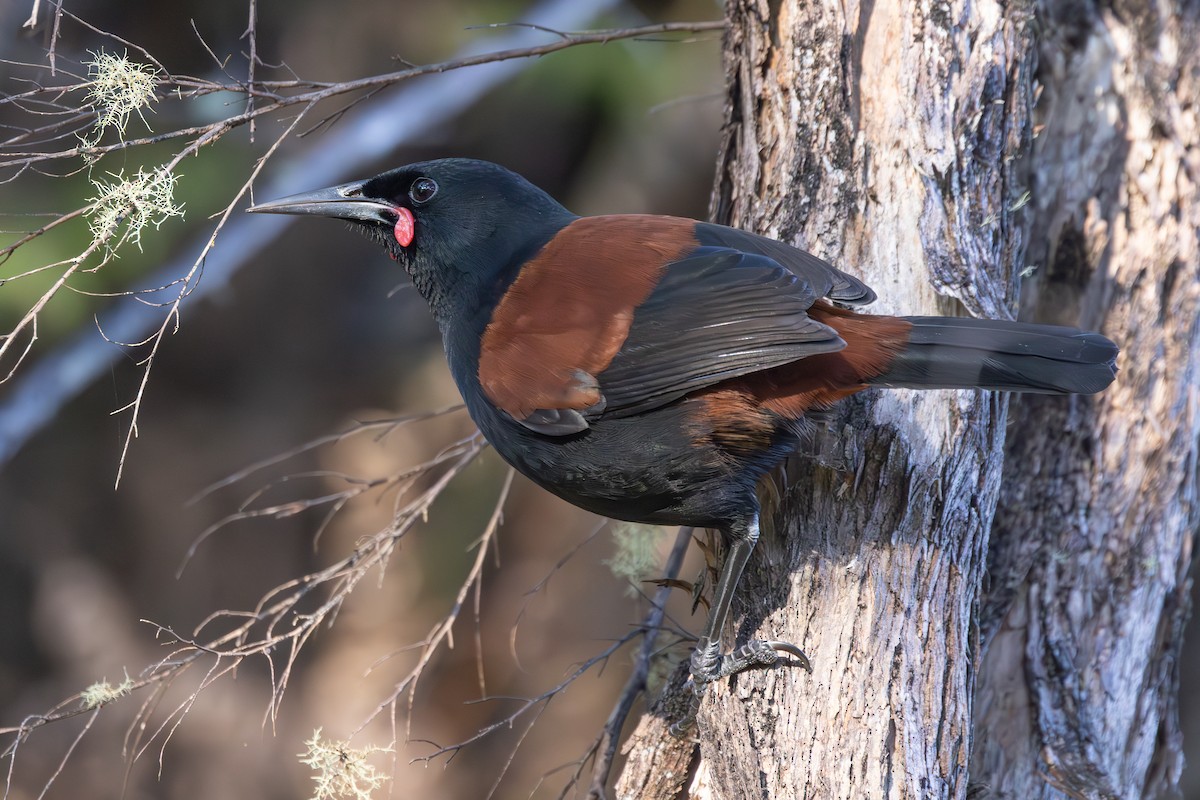 North Island Saddleback - ML622408354