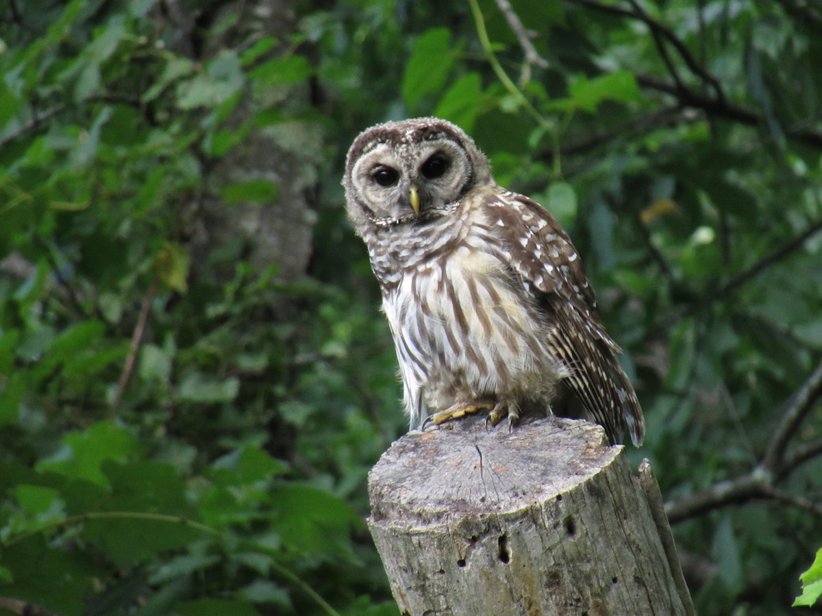 Barred Owl - ML622408391