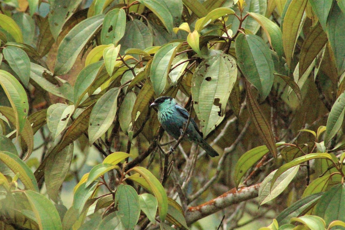 Black-capped Tanager - Daniel de Jesus Garcia León