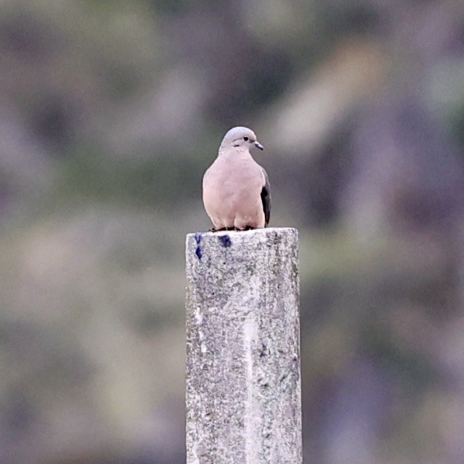 Eared Dove - ML622408587