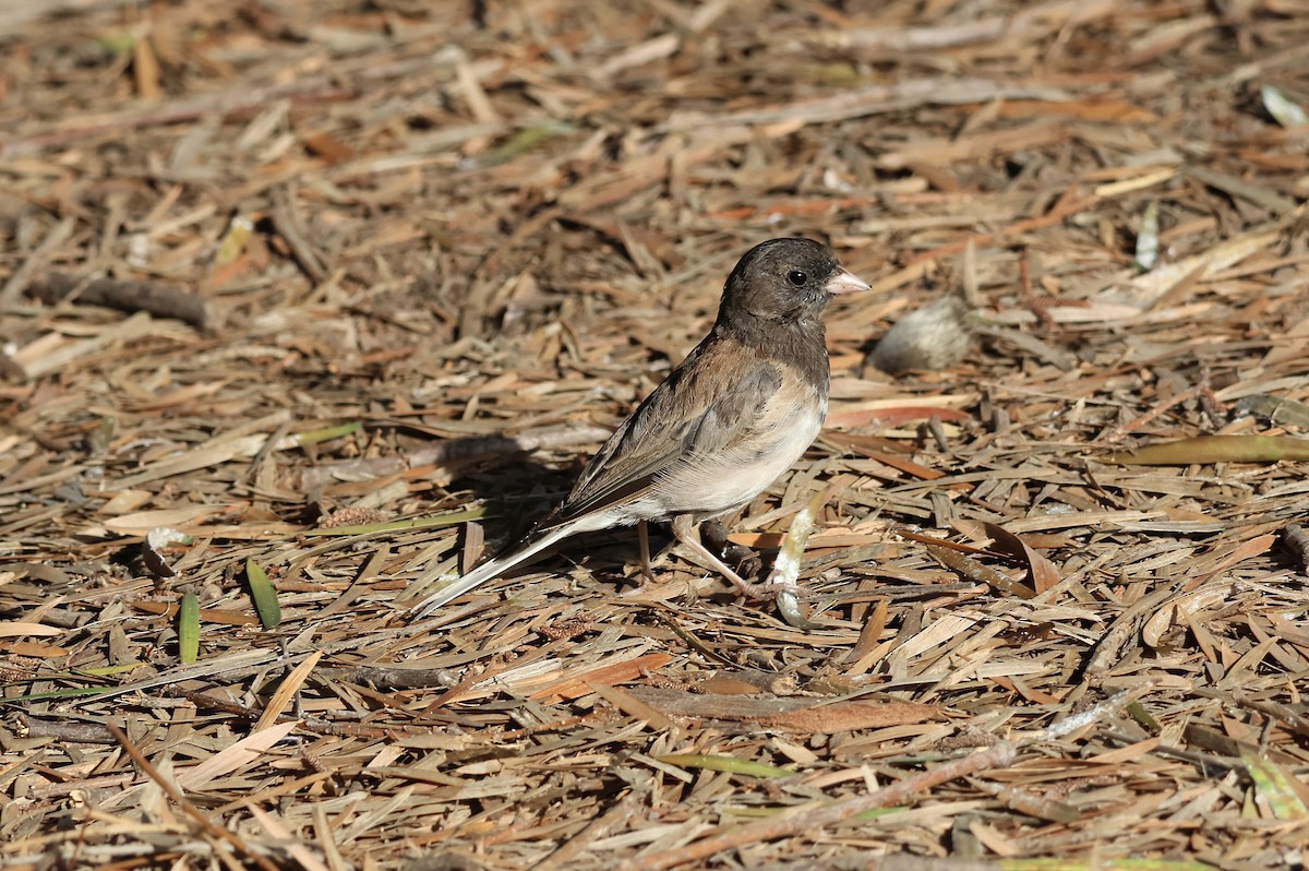 Dark-eyed Junco (Oregon) - Charlotte M