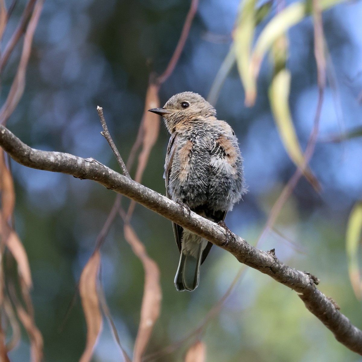 Western Bluebird - ML622408636