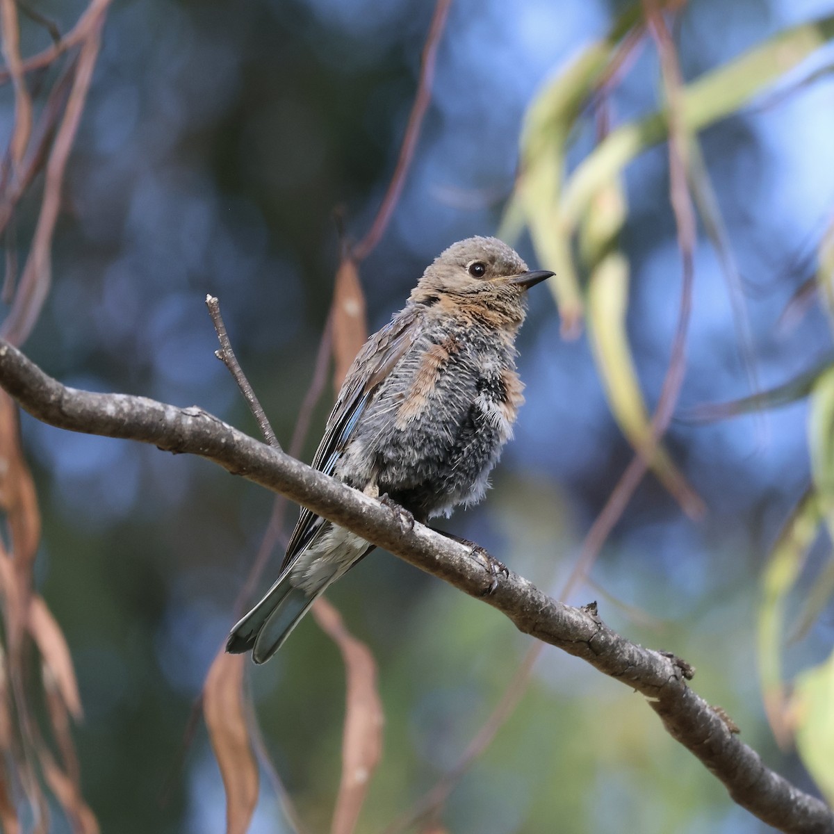 Western Bluebird - ML622408643