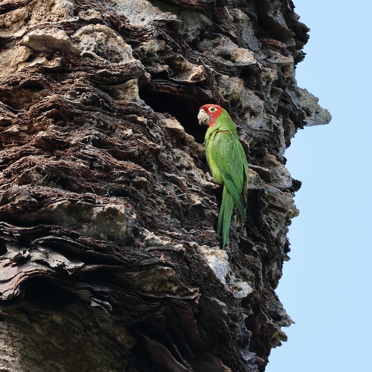 Red-masked Parakeet - ML622408677