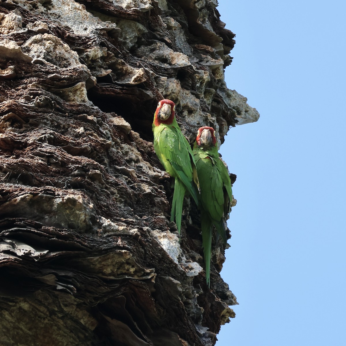 Red-masked Parakeet - ML622408686