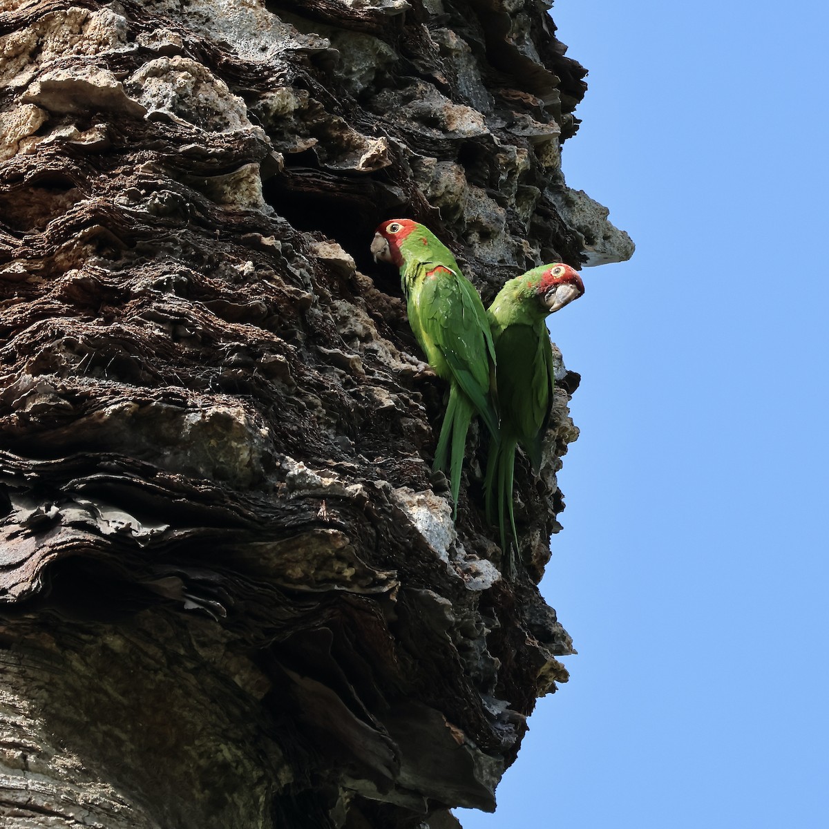 Red-masked Parakeet - ML622408693