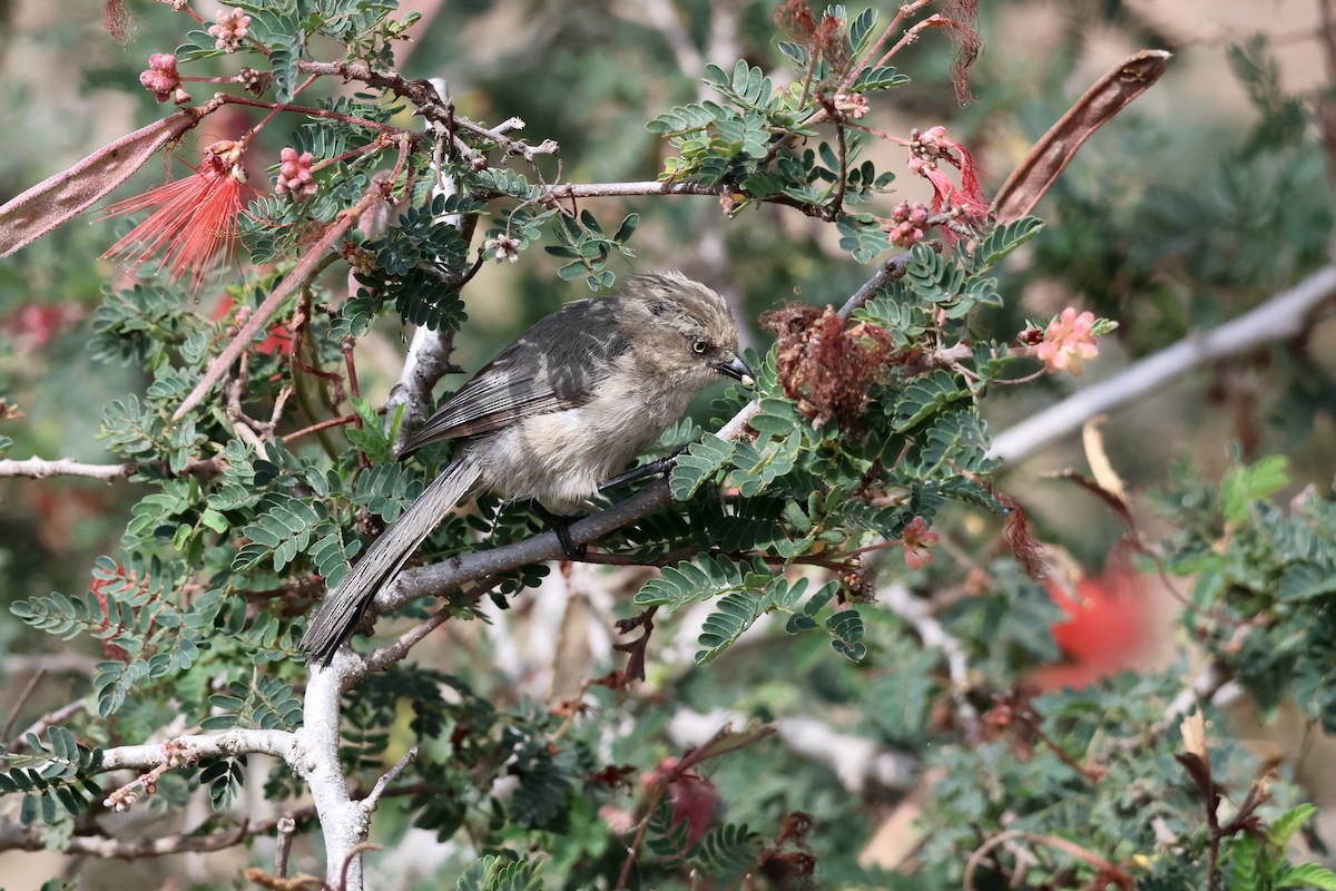 Bushtit - ML622408851