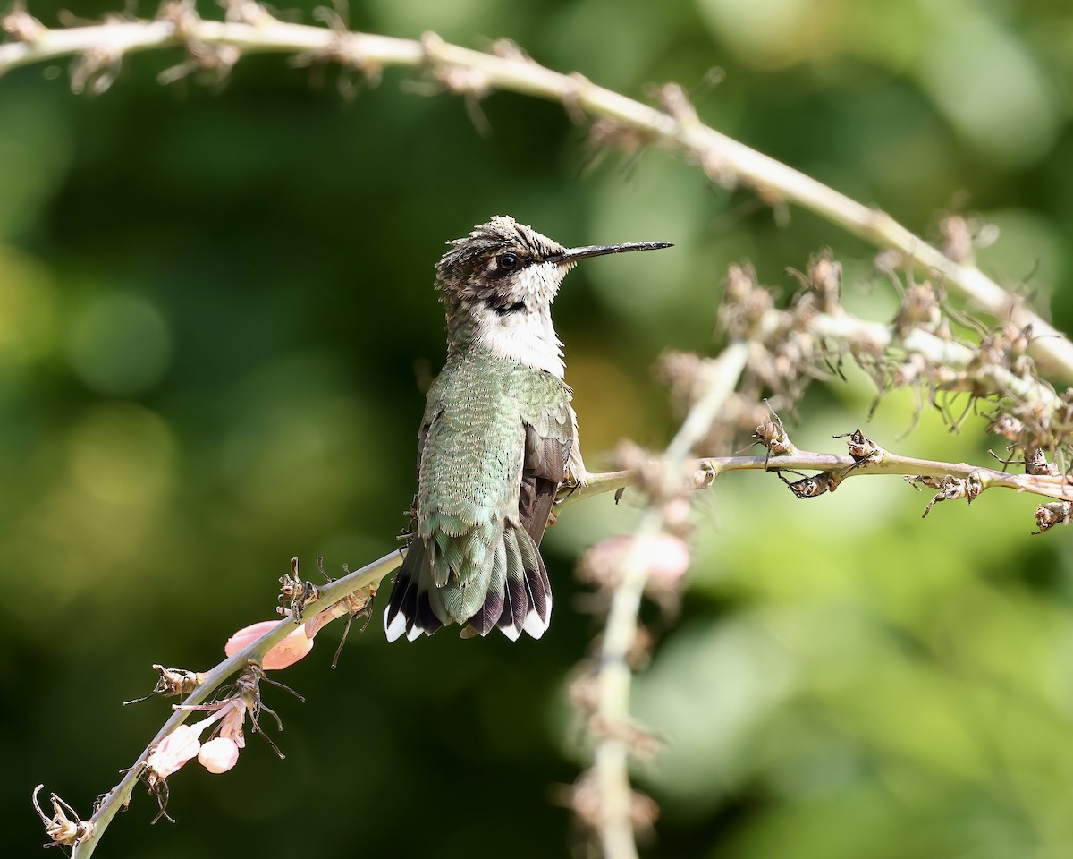 Ruby-throated Hummingbird - ML622408883