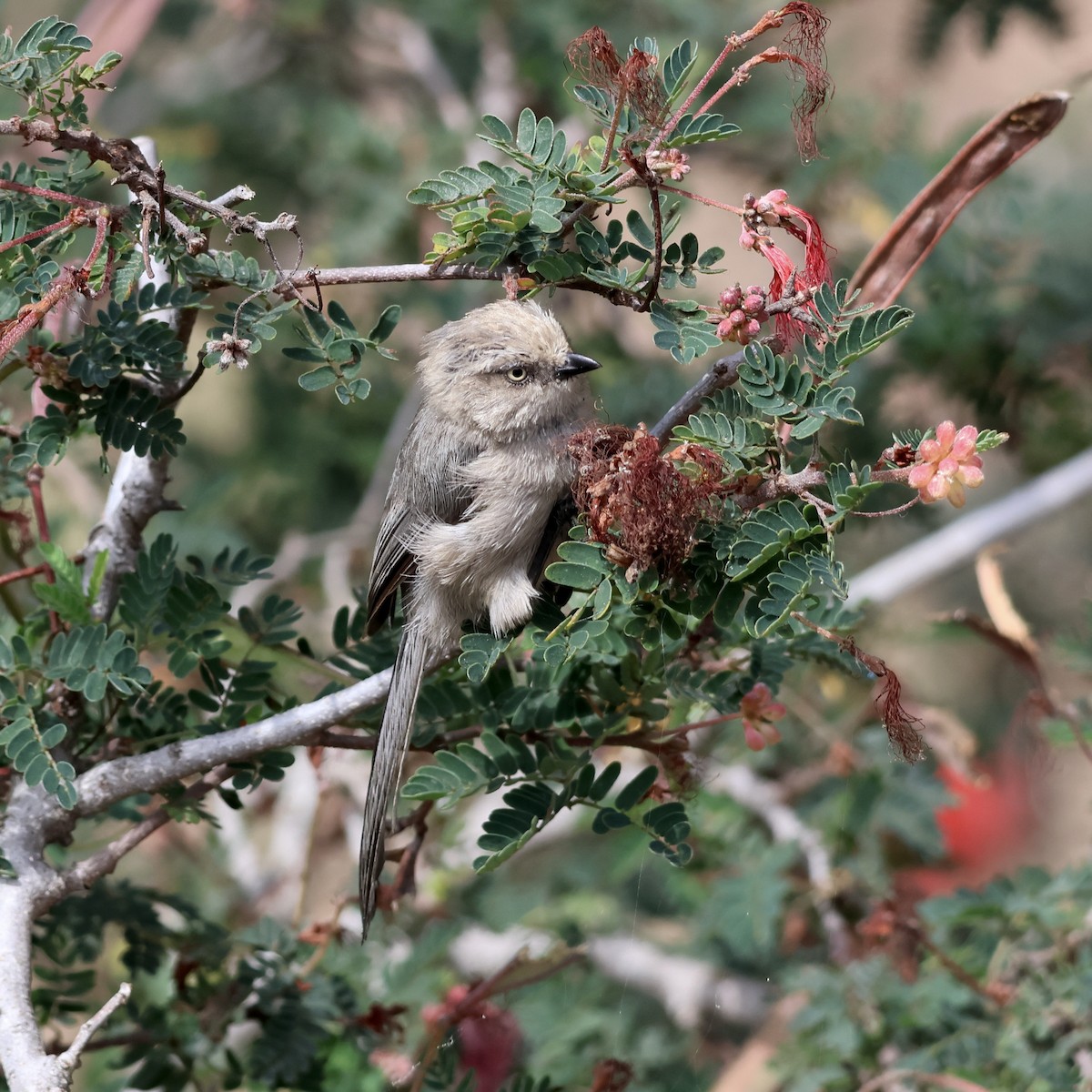 Bushtit - ML622408907