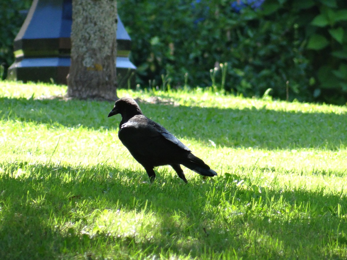 American Crow - ML622408910