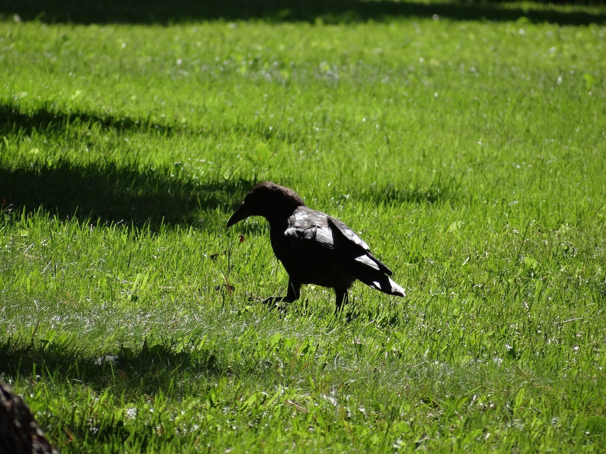 American Crow - ML622408911