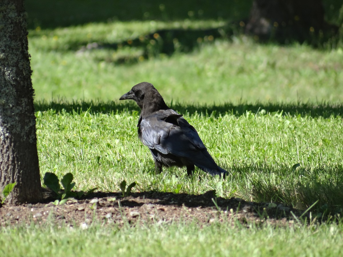 American Crow - ML622408912