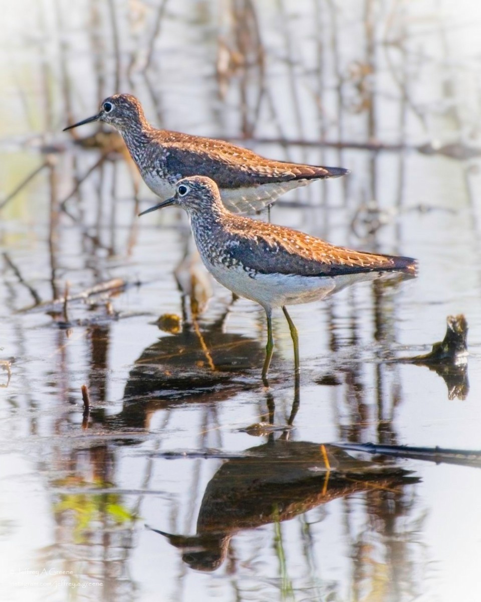 Solitary Sandpiper - ML622408948