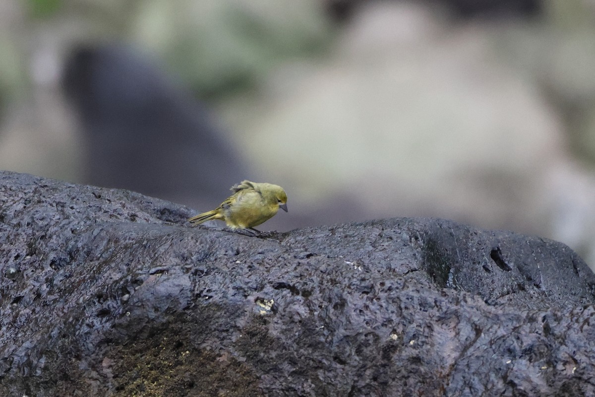 Inaccessible Island Finch - ML622408955