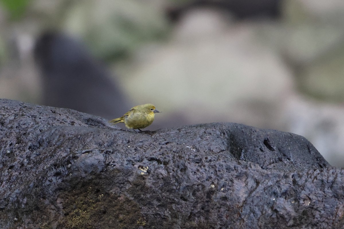 Inaccessible Island Finch - ML622408956